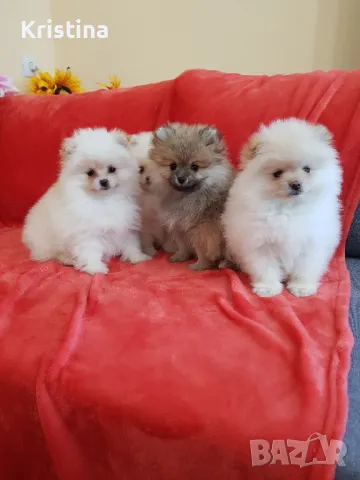 Померан померани свободни!