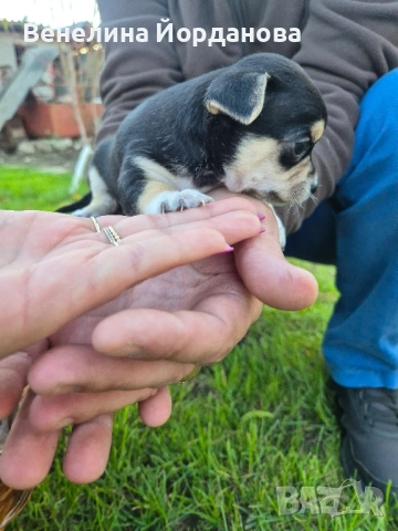 Мини чихуахуа две момченца, снимка 8 - Чихуахуа - 52267825