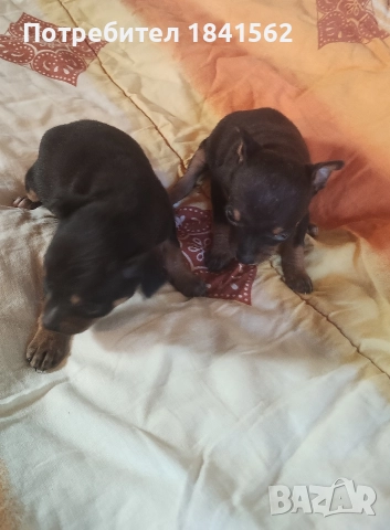 Продават се, снимка 7 - Пинчер - 52944449