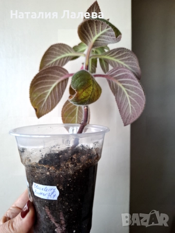 Колерия, kohleria blackberry butterfly, снимка 4 - Стайни растения - 52972280