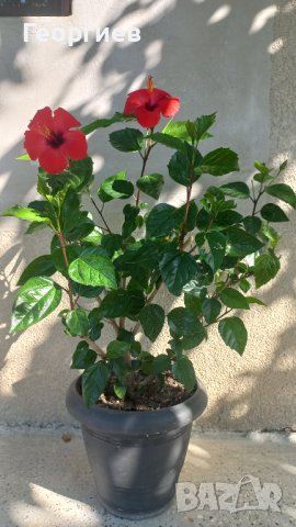 Яркочервени китайски рози- последни 4 бройки, снимка 3 - Стайни растения - 37492096