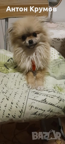 Продавам женски Пекинез на една годинка, снимка 4 - Пекинез - 53009724