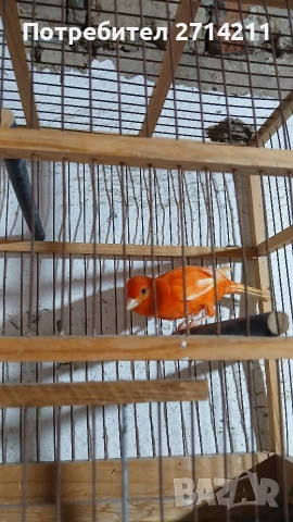 Канарчета , снимка 5 - Канари - 47907875