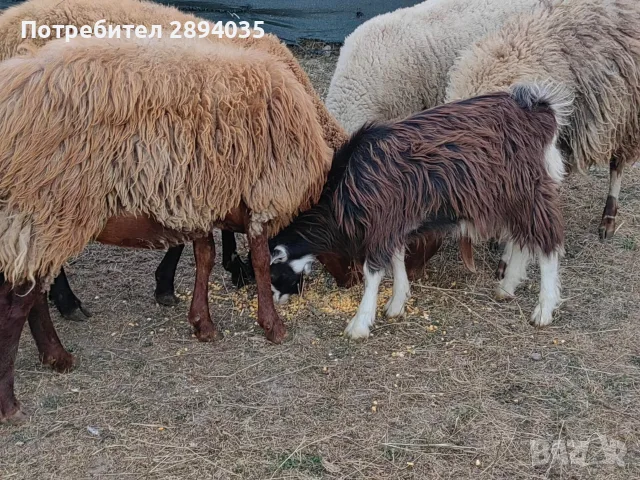 овце, кочове, кози , снимка 4 - Овце - 55851227