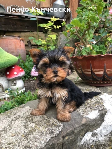 Мини Йоркширски териер, снимка 8 - Йоркширски териер - 47732082