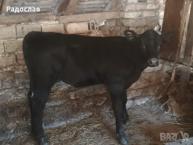Продавам женско теле Абърдийн 