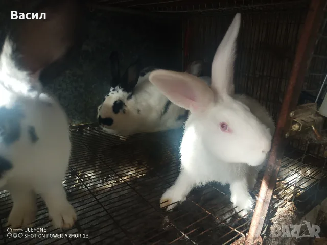 Зайци домашни различни видове, снимка 8 - Декоративни зайчета - 56220183