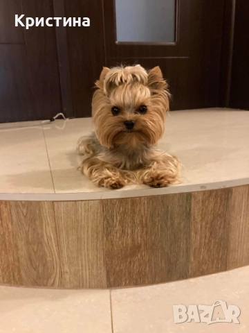 Мини йоркширски териер, снимка 5 - Йоркширски териер - 52559740