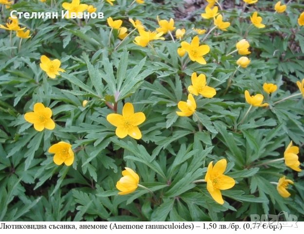 Лютиковидна съсанка, анемоне (Anemone ranunculoides) – коренище
