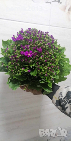 цинерария, снимка 4 - Градински цветя и растения - 44688720