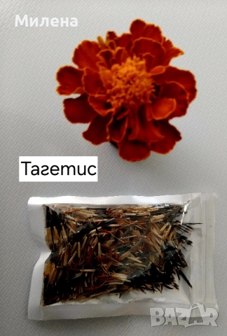 Семена висока и ниска циния , снимка 15 - Сортови семена и луковици - 49165896