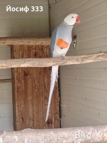 Продавам папагали Александър , снимка 2 - Папагали - 52393304