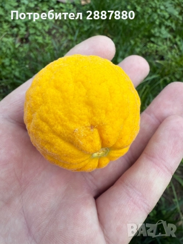 Див лимон , снимка 3 - Градински цветя и растения - 52238240