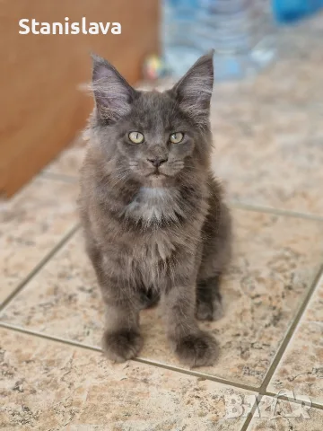 котенца Мейн Куун