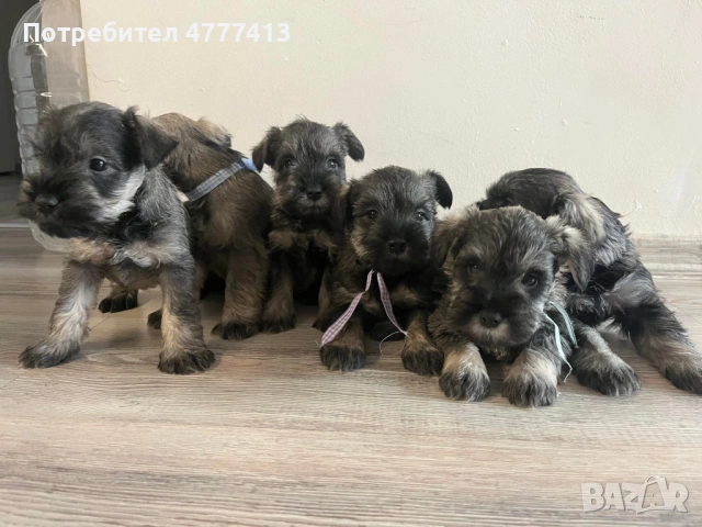 Цверг шнауцер, снимка 5 - Други - 53973681