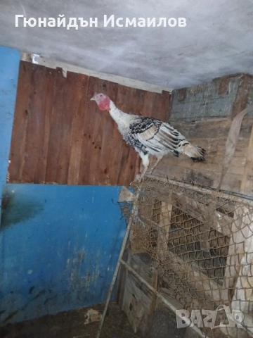 Пуйки млади , снимка 2 - Кокошки и пуйки - 52895881