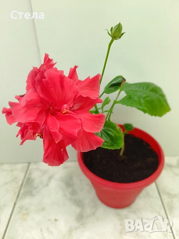 Пасифлора, китайски рози, Индрише , снимка 10 - Стайни растения - 53144264