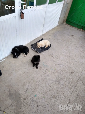 🐶 Продавам кученца хърватска овчарка 🐶