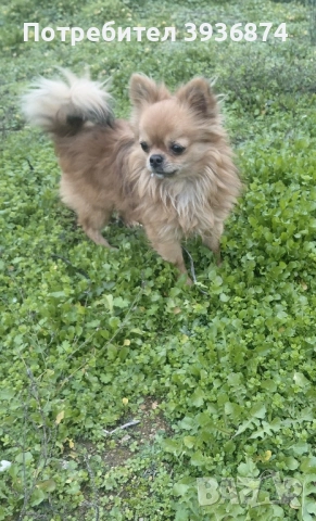 Чихуахуа за разплод 