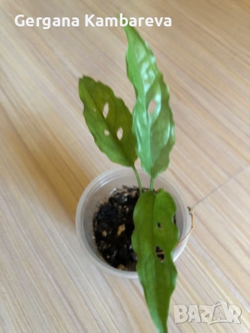 Monstera Obliqua Peru , снимка 2 - Стайни растения - 52793575