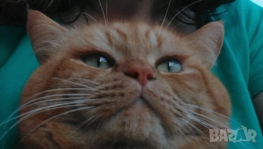 Продавам британец за разплод или за домашен любимец, снимка 4 - Британска късокосместа - 51553904