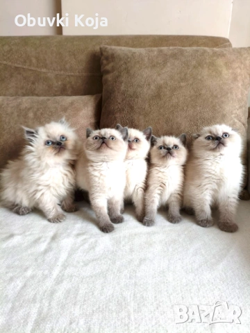 Не са красиви ами просто са уникалени свикнало с малко детенце страхотен подарък за вашите любими 