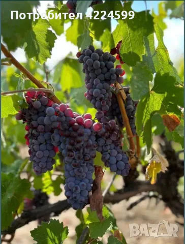 Продавам грозде🍇 Памид
