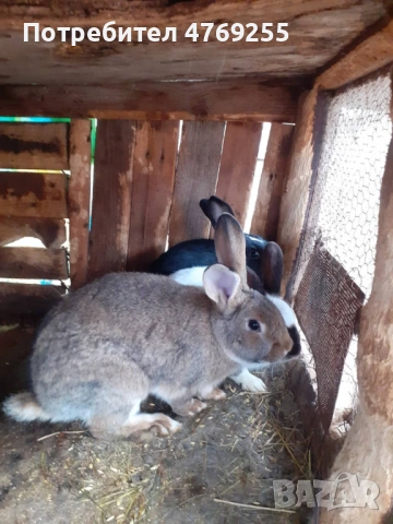 Мъжки зайци 