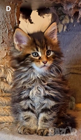 Уникални мейн куун дългокосмести котенца, снимка 12 - Мейн кун - 51780684
