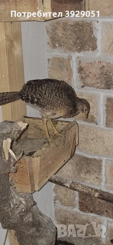 Продавам фазани млади