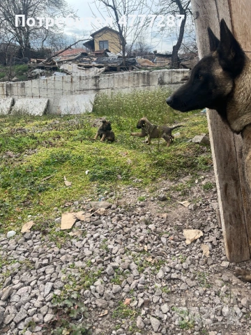 Малинуа микс, само женски , снимка 8 - Белгийска овчарка - 54108154