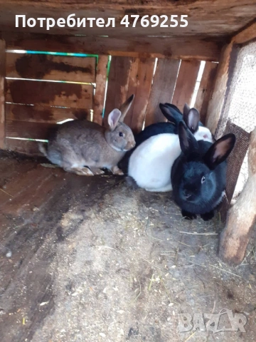 Зайци , снимка 4 - Други - 53879571