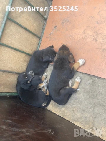 Българско гонче, снимка 1