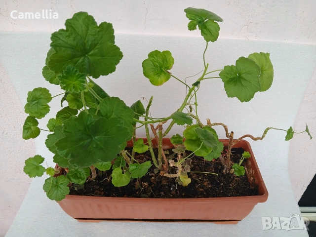 Мушкато в саксия , снимка 2 - Градински цветя и растения - 54183290