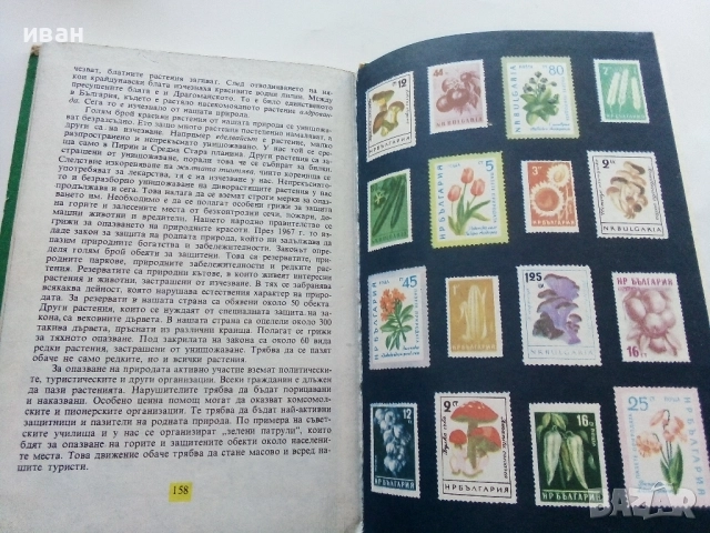 Ботаника за 6.клас - М.Марчева,А.Коцев,И.Пенев - 1969г., снимка 4 - Учебници, учебни тетрадки - 52403189