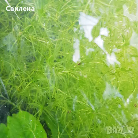 Плаващ роголистник, Анубиас нана, снимка 3 - Аквариуми - 49810662
