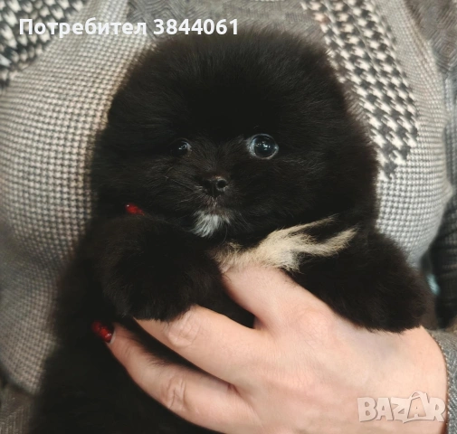 Мини померанчета , снимка 8 - Померан - 53223701