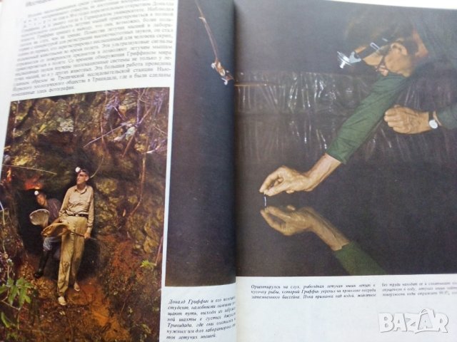 Поведение животных - Н.Тинберген, снимка 6 - Енциклопедии, справочници - 30433762