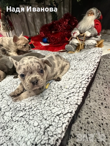 Френски булдог - Мерле, снимка 14 - Френски булдог - 52795127