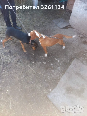 Зайчари , снимка 2 - Гонче - 53211922