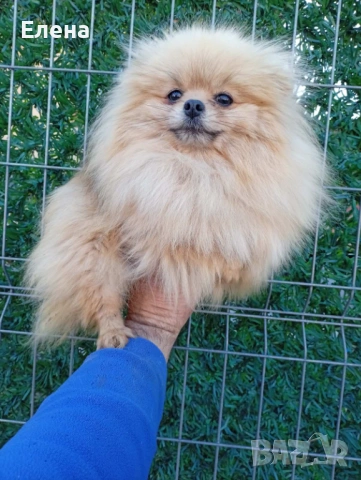 Две женски померанки, снимка 2 - Померан - 54101163