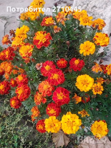 СЕМЕНА от домати, пипер, камби и др. , снимка 10 - Сортови семена и луковици - 42767392