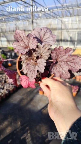 Хойхера  Amethyst Mist, снимка 11 - Градински цветя и растения - 52544153