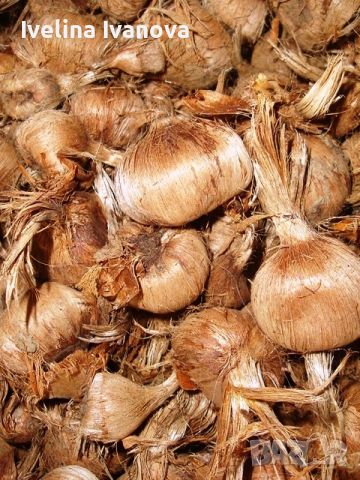 Луковици шафран, снимка 2 - Сортови семена и луковици - 53993618