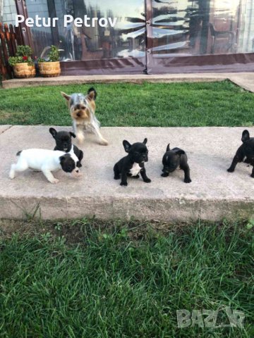 Френски булдог , снимка 1