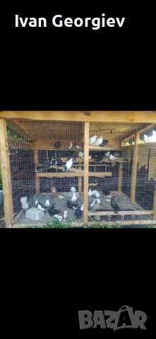 Гълъбарник клетка къщичка за гълъби и птици , снимка 1 - Гълъби - 37530468