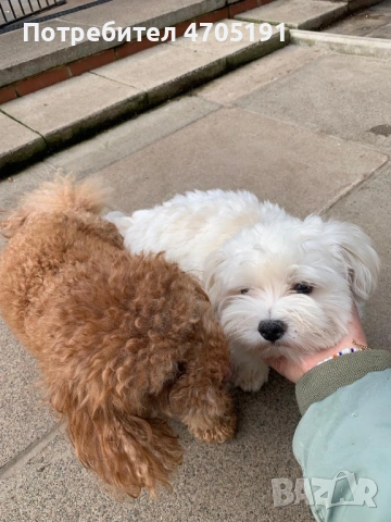 Изключително малък, чистокръвен и красив Той Пудел за разплод, снимка 4 - Пудели - 53056503