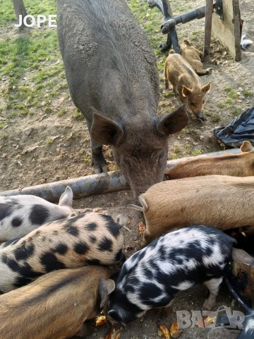 малки прасенца, снимка 2 - Прасета - 52102054