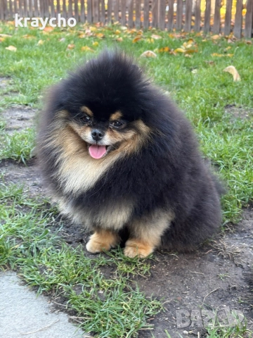 Померан мъжки, снимка 4 - Померан - 52859631