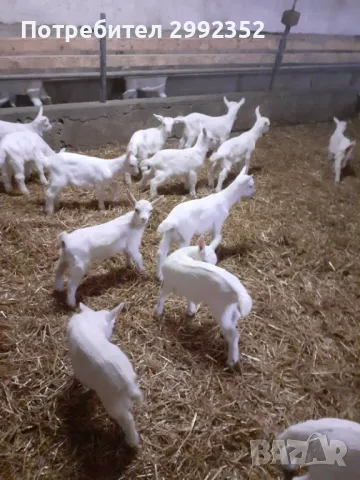 Saanski jenski qreta chistakravni sas sertifikat za poroda 